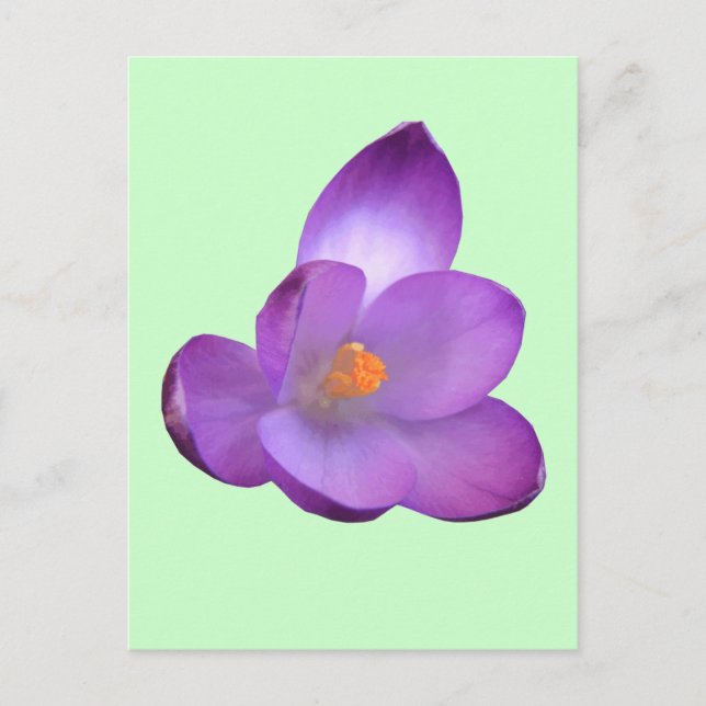 Schöne Crocus Postcard Postkarte (Vorderseite)