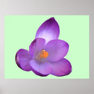 Schöne Crocus Print Poster