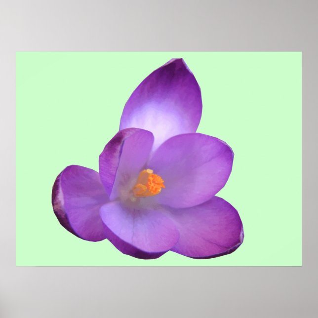 Schöne Crocus Print Poster (Vorne)