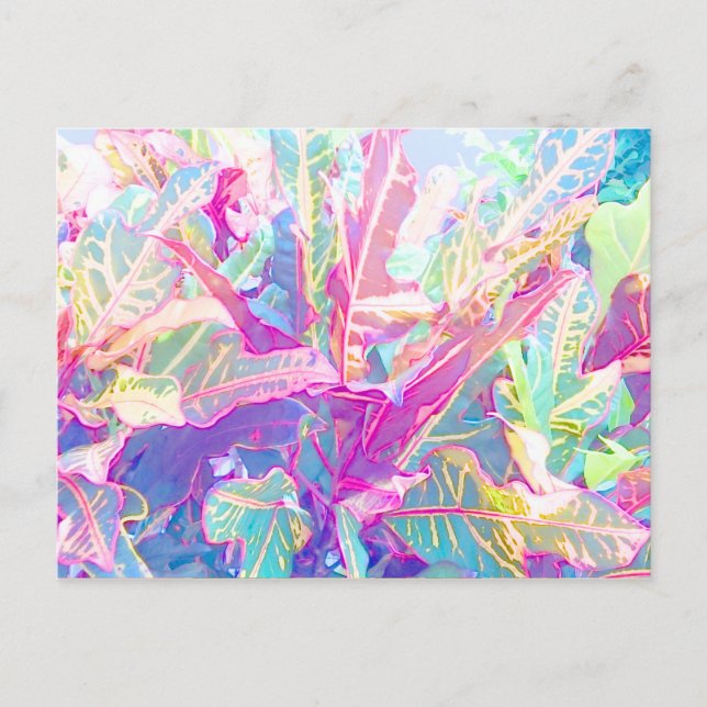 Schöne Croton-Blätter (2) Postkarte (Vorderseite)