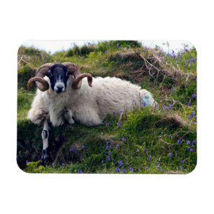 Schöne Curly Horned Ram Lounges in Bluebells Magnet