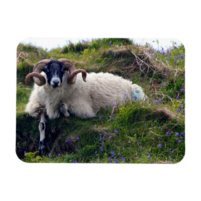Schöne Curly Horned Ram Lounges in Bluebells Magnet (Horizontal)