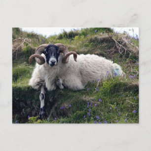 Schöne Curly Horned Ram Lounges in Bluebells Postkarte