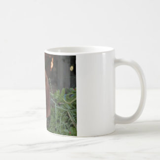 Schöne Dachshund-Jagdhund-Tasse Tasse