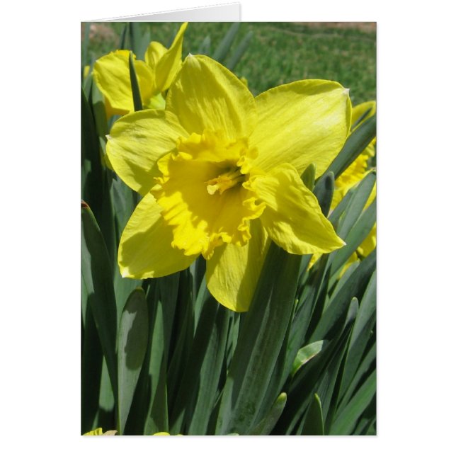 Schöne Daffodil Blank (Vorne)