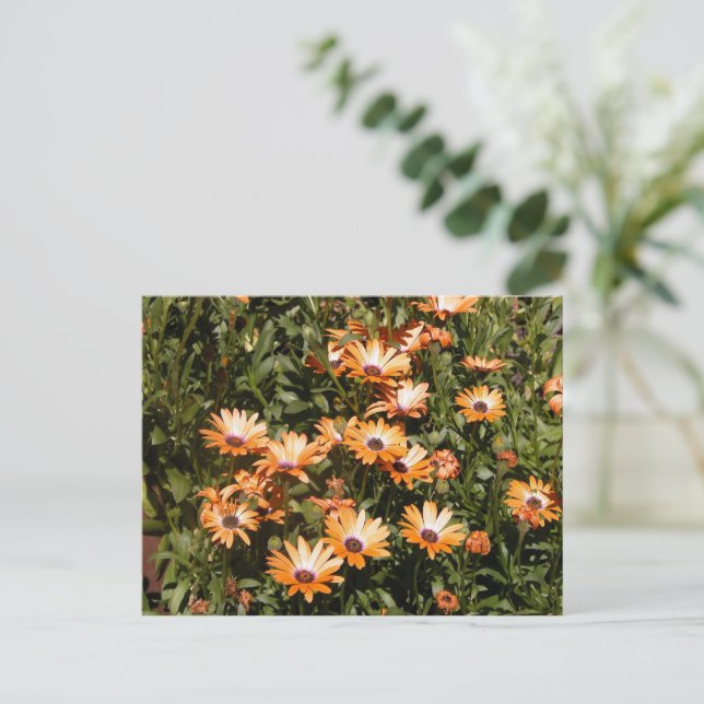 Schöne Daisy-Blume Postkarte (Stehend Vorderseite)