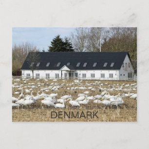 Schöne Dänemark-Schwäne-Postkarte! Postkarte