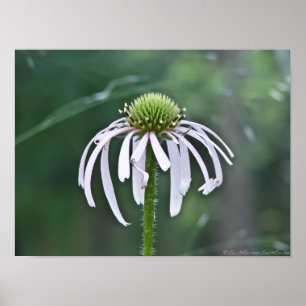 Schöne Dome-Blume im Twilight Poster