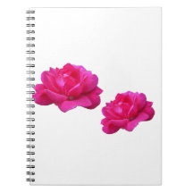 Schöne, doppelte Rose rosa Blume