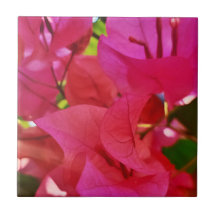 Schöne dunkelrosa Blume Bougainvillea