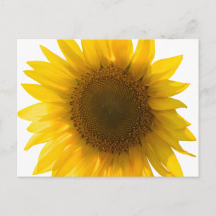 Schöne echte Sonnenblumen-Foto-Minimalist-Muster Postkarte