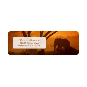Schöne Elefant-Silhouette während des