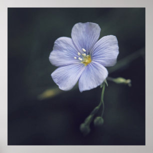 Schöne Elegant Blue Flax Daisy Blume Poster