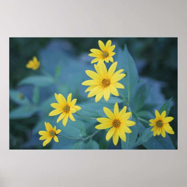 Schöne Elegant Daisy Sunchoke Gelbe Blumen Poster (Vorne)