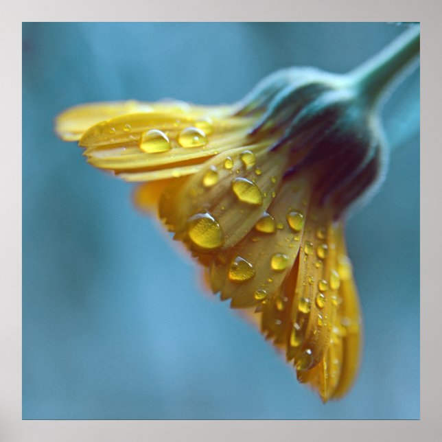 Schöne elegante gelbe Marigold-Blume fällt ab Poster (Vorne)