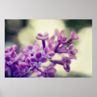 Schöne elegante Lila Lilac-Blume Poster