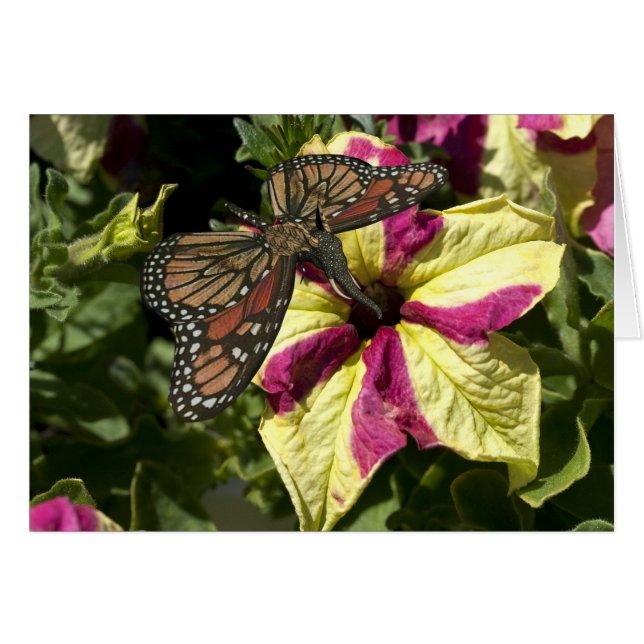 Schöne Elephant Butterfly (Vorderseite (Horizontal))