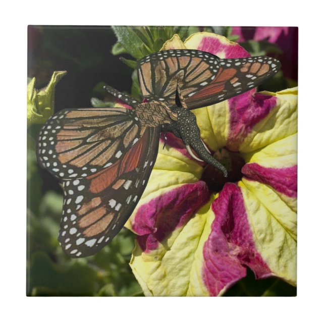 Schöne Elephant Butterfly Fliese (Vorderseite)