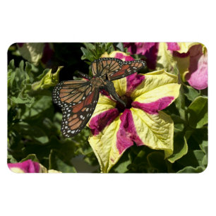Schöne Elephant Butterfly Magnet