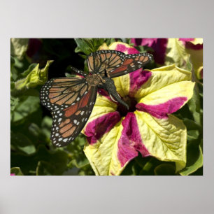 Schöne Elephant Butterfly Poster