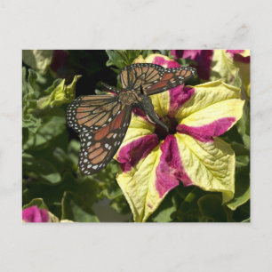Schöne Elephant Butterfly Postkarte