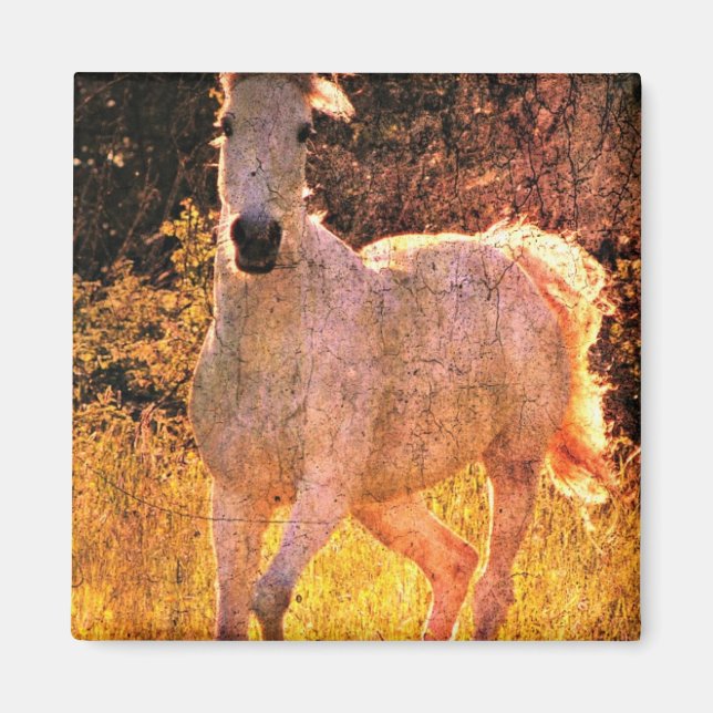 Schöne Equine Magnet (Vorne)