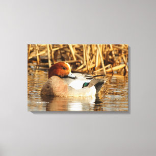 Schöne eurasische Wigeon-Ente am Teich Leinwanddruck