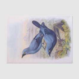 Schöne Exotic Blue Birds Vintag Illustration Seidenpapier