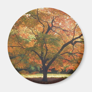 Schöne Fallbaum Magnet