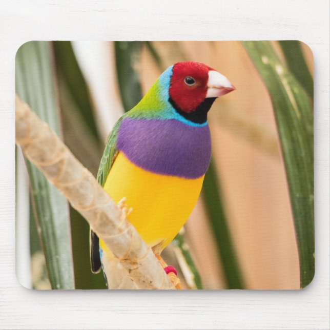 Schöne Farben Zebra Finch Bird Mousepad (Vorne)
