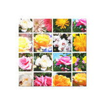 Schöne, farbenfrohe Blume, rosa, gelbe Rose