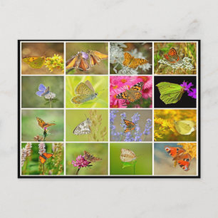 Schöne farbenfrohe Pfauenschmetterlingskollusion Postkarte