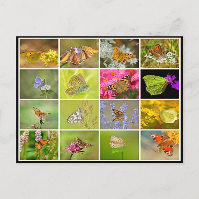 Schöne farbenfrohe Pfauenschmetterlingskollusion Postkarte (Vorderseite)