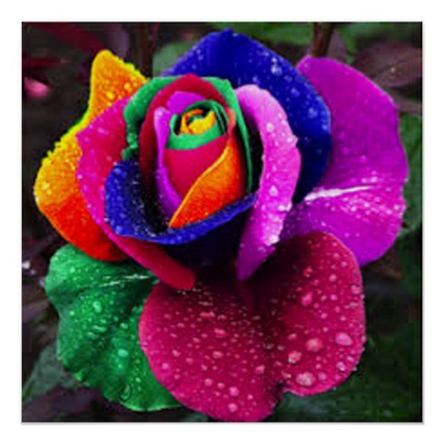 Schöne farbenfrohe Rainbow-Rose Poster (Vorderseite)