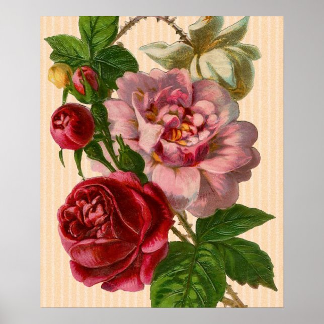 Schöne farbenfrohe Rose Poster (Vorne)