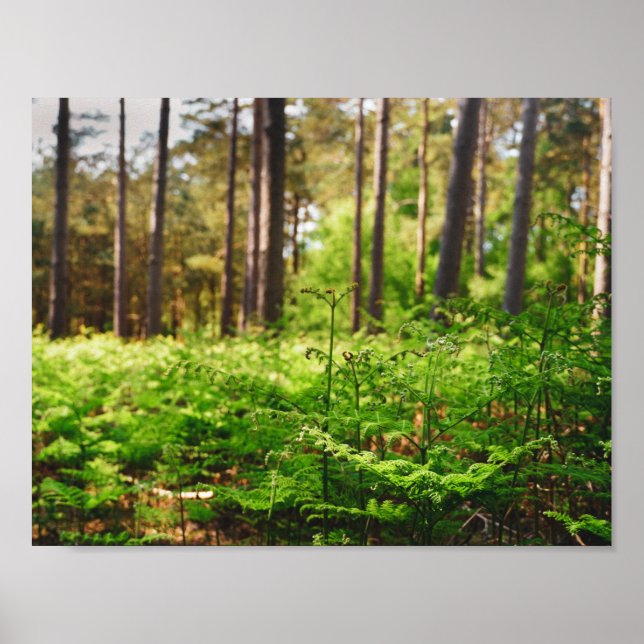 Schöne Farnwälder Poster (Vorne)