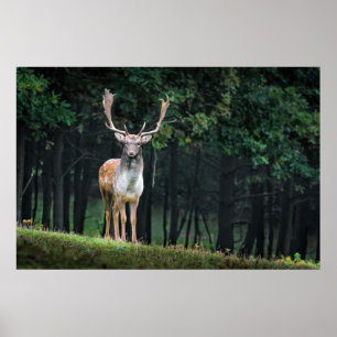 Schöne Fauna Natur Poster