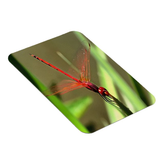 Schöne Firecracker Dragonfly Akryllische Malerei Magnet (Rechte Seite)