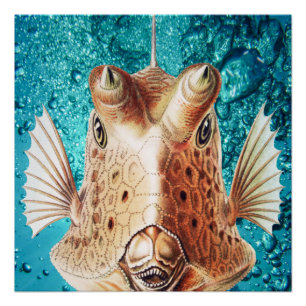 Schöne Fischkunst von Ernst Haeckel Poster