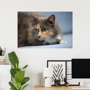 Schöne, flauschige Katze auf graublauem Hintergrun Poster