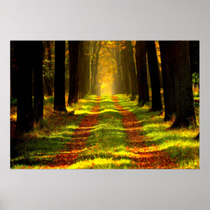 Schöne Forststraße Poster