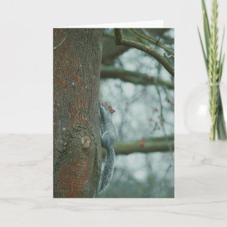 Schöne Fotografie einer Eichhörnchen-Blindkarte Karte