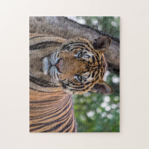 Schöne Fotografie eines Bengal Tigers Puzzle