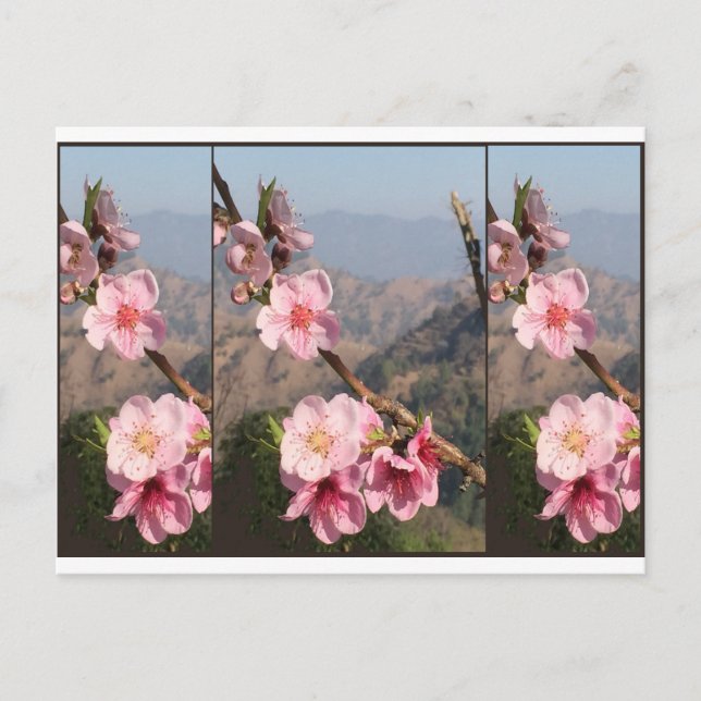 Schöne Fruchtplantage Blumen-Indiens UttraKHAND Postkarte (Vorderseite)