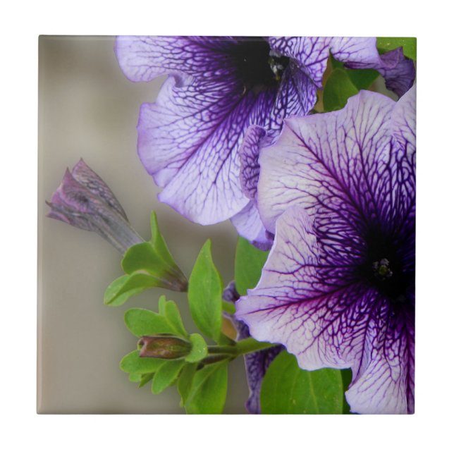 Schöne Frühlings-Blumen lila Fliese (Vorderseite)