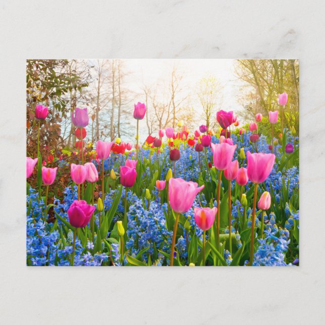 Schöne Frühlingsblumen - Tulips und Hyacinth Postkarte (Vorderseite)