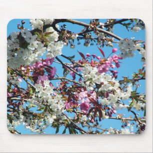 Schöne Frühlingsrosa, weiße Kirschblüte Mousepad