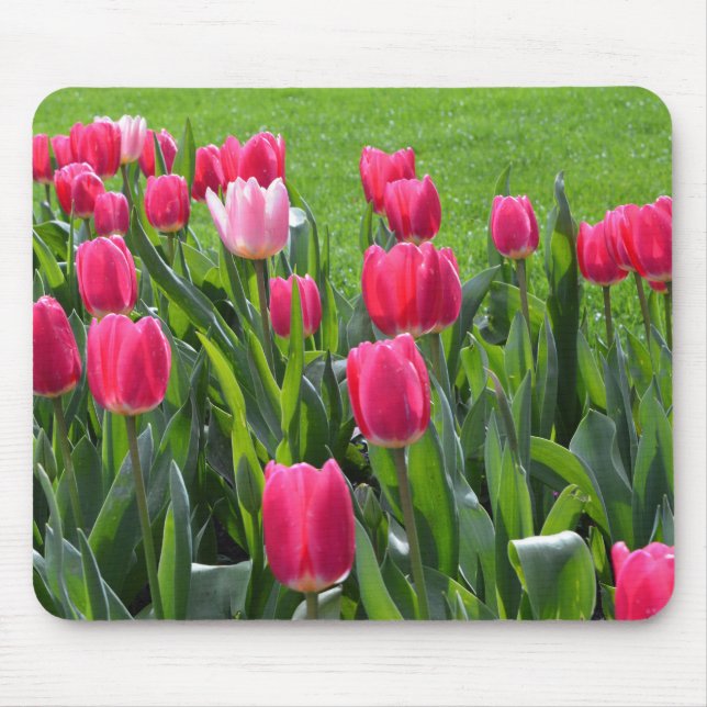 Schöne Frühlingsrosatulpenblumen, grüne Blätter Mousepad (Vorne)