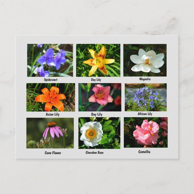 Schöne Gartenanlage Blume Postkarte (Vorderseite)