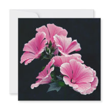 Schöne Gartenrosen Pink Mallow Blumen